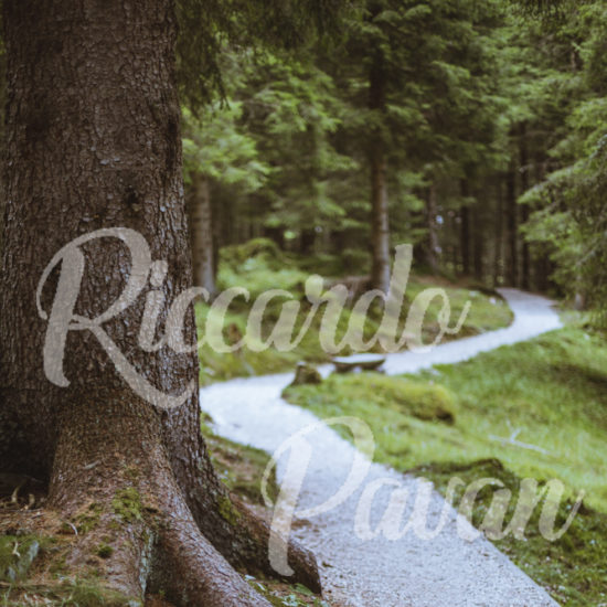 Landscape Focus 1